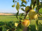 Mirabelle von Nancy im großen Topf 60-80cm Terrassenobst Mirabellenbaum Obst