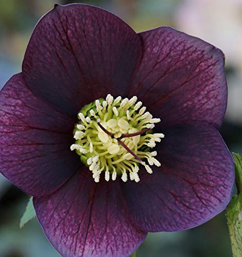 Christrose Lenzrose Blue Metallic Lady - Helleborus orientalis - lebende Gartenpflanze aus den Baumschulen
