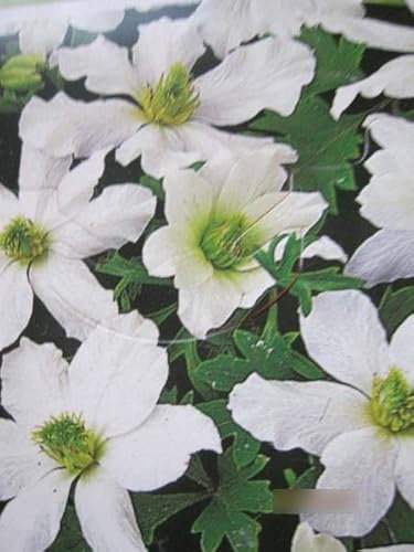 Clematis Early Sensation - Waldrebe Early Sensation - duftend