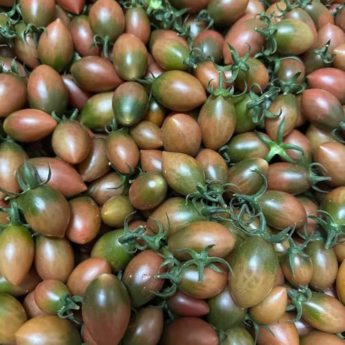 tomatensamen alte sorten - balkon bodendecker winterhart bio 10pcs