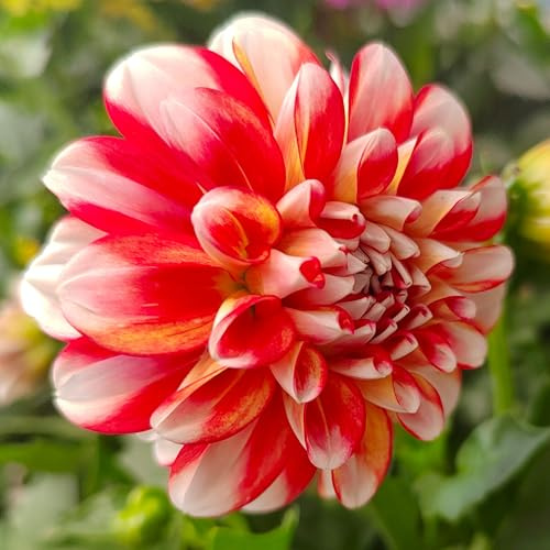 Dahlienknolle : Dahlia - Deko Dahlien  Short Track  1 Knolle/Rhizom