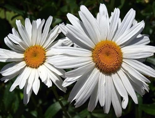 Semi di Margherite Giganti Leucanthemum, Fiori da Prato, Crysanthemum, 500 Pezzi