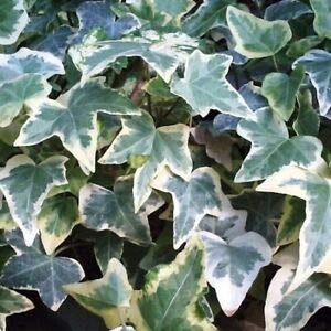 Hedera Ivy 'Glacier' x3 Plants in 9cm Pots - English Ivy Climbing Shrub