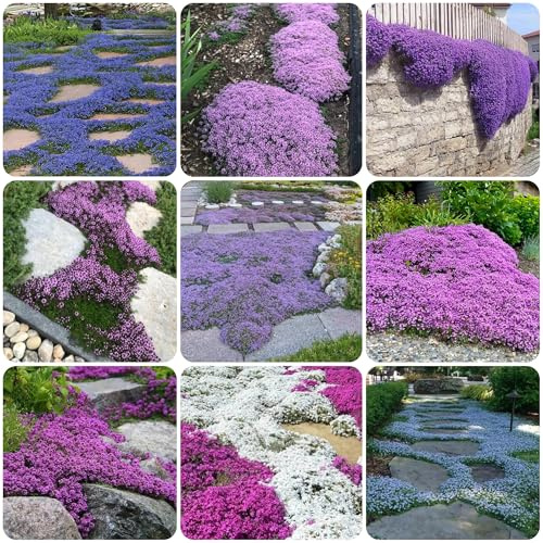 kriechender thymian bodendecker winterhart mehrjährig sandthymian heilkräuter nachhaltige geschenke exotische heilkräuter garten geschenk zimmerpflanzen gartenkräuter 750samen