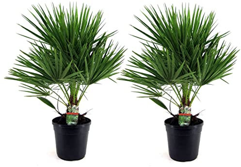 Plant in a Box - Chamaerops Humilis -2er Set - Mediterrane Zwergpalme - Topf 21cm - Höhe 70-80cm