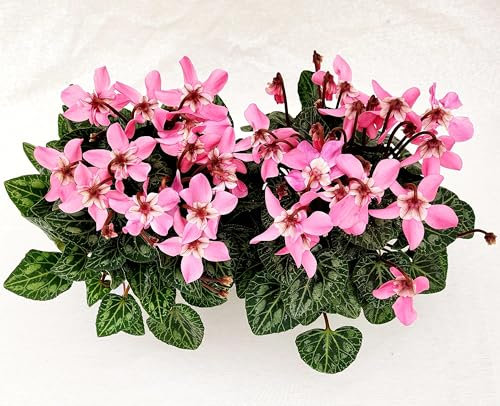 POWERS TO FLOWERS - CICLAMINO DIXIE ROSA, VASO 12CM, 2 PIANTE, piante vere