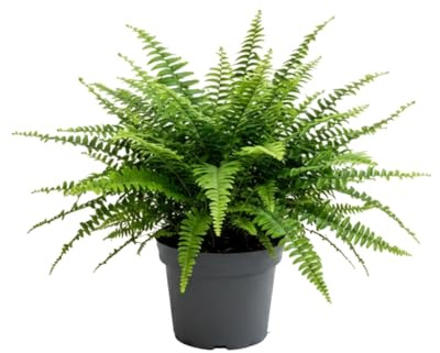 DECOALIVE Nephrolepis Exaltata Helecho Espada Planta Natural de 35 cm de Altura con Maceta de 14 cm de Diámetro