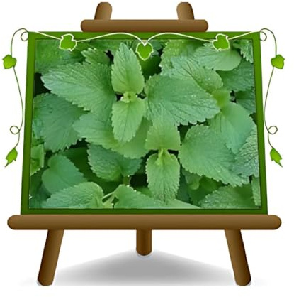 Melissa Officinalis – Citronella - Plante aromatique sur pot 14