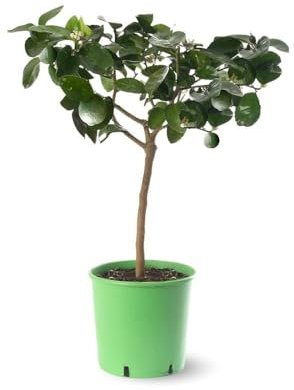 Attitude Jardin - Citronnier vert lime de Tahiti - citrus aurantiifolia - agrume méditerranéen - arbre fruitier - 75-85 cm - ⌀ 22 cm