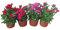 Set Floral Clavel – Pack de 4 Plantas de Claveles Vivas con Colores Intensos