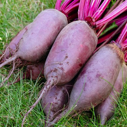 semillas de remolacha - interior balcón orgánicas raras jardín 100pcs