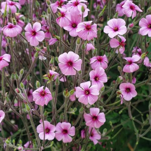Semi di Cranesbill, Geranio wilfordii, semi biologici da giardino di campo 550pcs