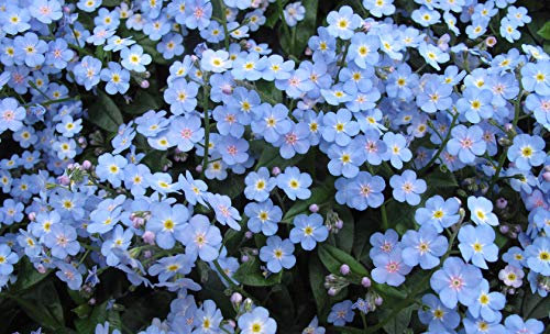 MYOSOTIS ALPESTRIS BLU NR.50 SEMI - NON TI SCORDAR DI ME