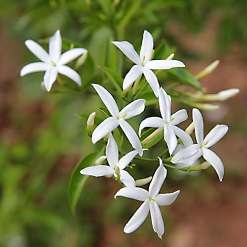 AMDGarden Gelsomino Trifogliato Azoricum Sempreverde Rampicante Profumato Fiore a Stella Bianco in Vaso 18 cm