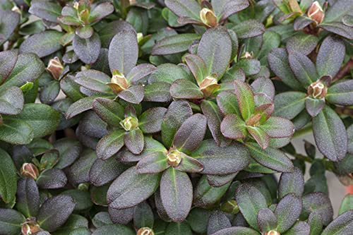 Rhododendron hanceanum 'Shamrock' 20–25 cm – Winterhart, Immergrün, Pflegeleicht – Zwerg-Rhododendron – Kübelpflanze für Balkon & Terrasse