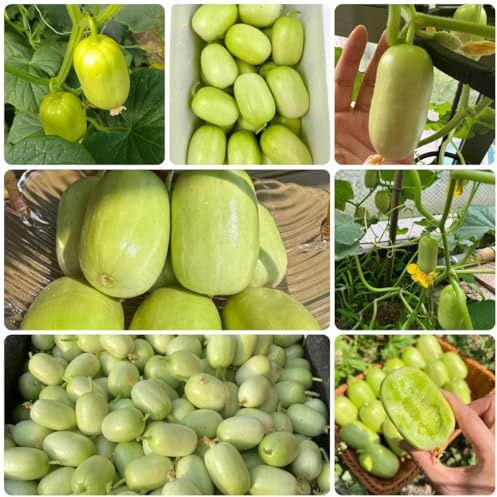gurken - gurkensamen - gurke gewächshaus balkon, balkon salatgurke, cucumis sativus, exotische winterhart, gartendeko für draußen alte gemüsesorten 250pcs