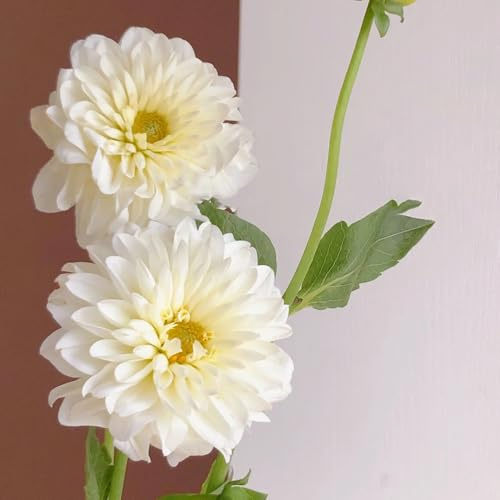 2bulbi tuberi di dalia resistenti, fresche, decorativi di dalia da giardino perenni resistenti per il giardino, da balcone