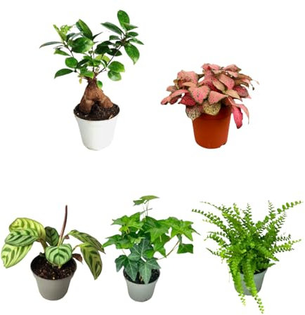I GIARDINI DI GIULIA - Kit 5 Piantine Verdi per Terrarium Fai-da-Te | Fittonia Rossa e Bianca, Felce, Edera, Mini Syngonium | Piante Vive da Interno (Con mini bonsai)