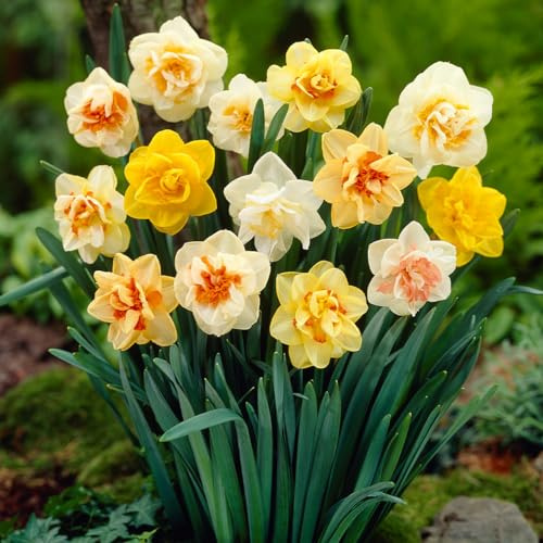 Votaniki Double Daffodil Mix Bulbs – Pre-Chilled Since Fall for Faster Blooms | Very Fragrant Narcissus Mix | Full Spring Flowers, Easy to Grow Perennial Beauty (12 Pack)