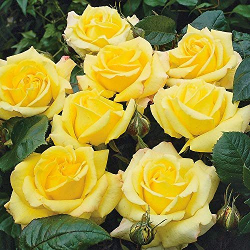 Polyantha Rose Garden Princess- Sturdy and Bushy shrubs with Lovely Yellow Blooms- for Your Beautifull Garden