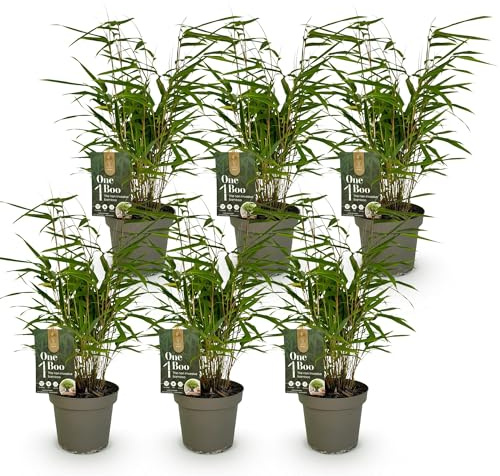 Green boutiQ - Bambou - Fargesia Rufa - Persistant - Non envahissant - Vert - 6 Plantes - Pot 14cm - Hauteur 35cm