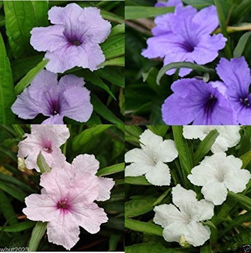 Graines De Pétunia Mexicain Ruellia Brittoniana 'Souther Stern Mix' Paquet De 100 Graines