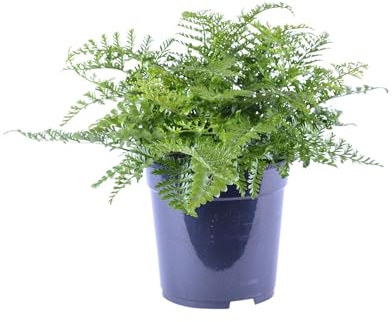 Asplenium Parvati - 30-40cm - Ø21cm - Pianta d'appartamento - Sempreverde