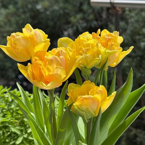 Bulbi di tulipano perenni resistenti - selvatici esotiche decorazioni da giardino per esterni 6pcs