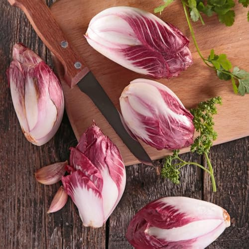 semillas de achicoria resistentes - jardín interior invierno 30pcs