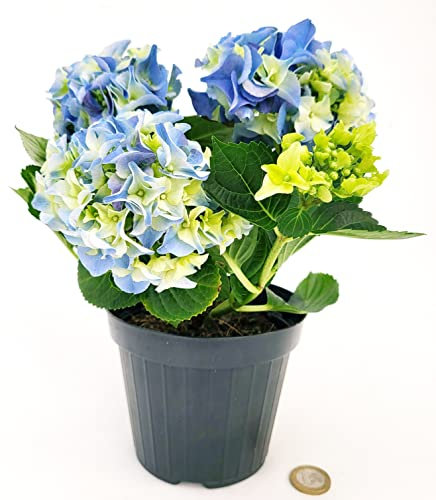 POWERS TO FLOWERS - ORTENSIA NANA BLU IN VASO 11CM, pianta vera