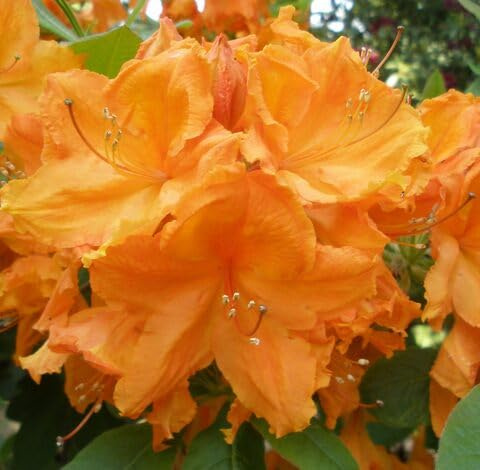 Fresh 100pcs Orange Azalea Flower Seeds