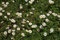 Wildes Margherita 500 Seme