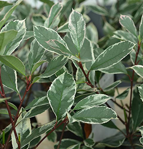 Hochstamm Glanzmispel Louise® 80-100cm - Photinia fraseri