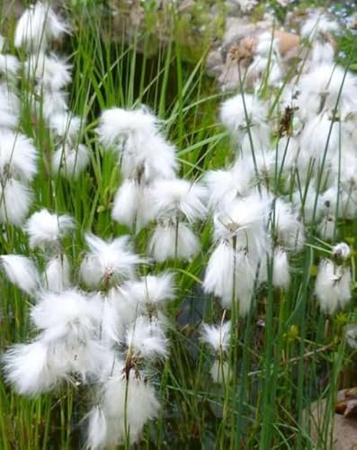 Lincolnshire Pond Plants Ltd - Marginal Aquatic Pond Plant - (Eriophorum Angustifolium) - 1Ltr Potted