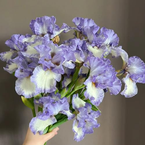 Bulbos de iris perennes resistentes, balcón de jardín 8pcs