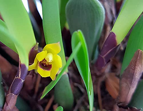 Fangblatt - Maxillaria variabilis - exotische Orchidee im Ø 11 cm Topf - außergewöhnliche Zimmerpflanze
