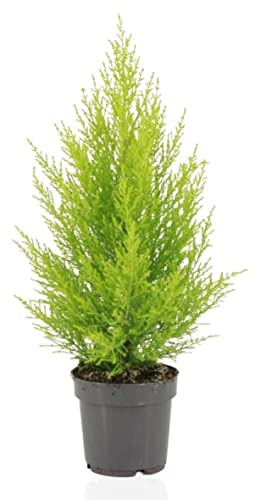 DECOALIVE Ciprés Golden Crest Ciprés Dorado Árbol Natural