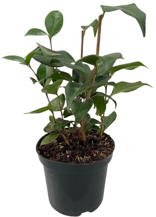 GreenboutiQ - Arbustes - Camelia japonica Tricolour - Fleurs Roses, Blanches et Rouges - 3 Plantes - 1 m2 - Persistant - Pot 15cm Hauteur 30cm