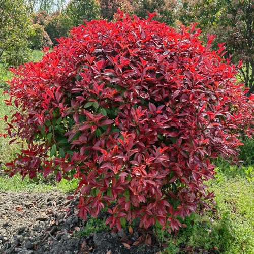 Semi di nespolo rosso pettirosso - giardino di arbusti Photinia Red Robin, da siepe, autunnali, arbusti biologici rare da balcone 900pcs