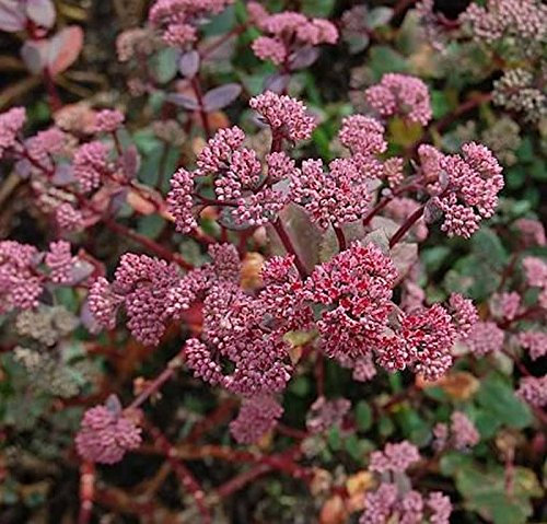 Große Fetthenne Red Cauli - Sedum telephium