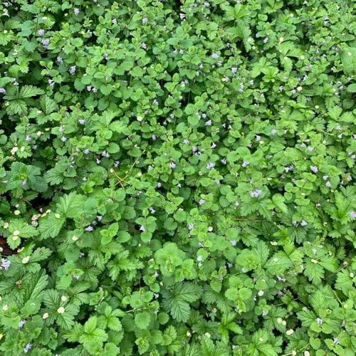 edera terrestre giardino decorativo balcone con parterre di semi selvatici semi selvatici esotici interni balcone con letti 125pcs