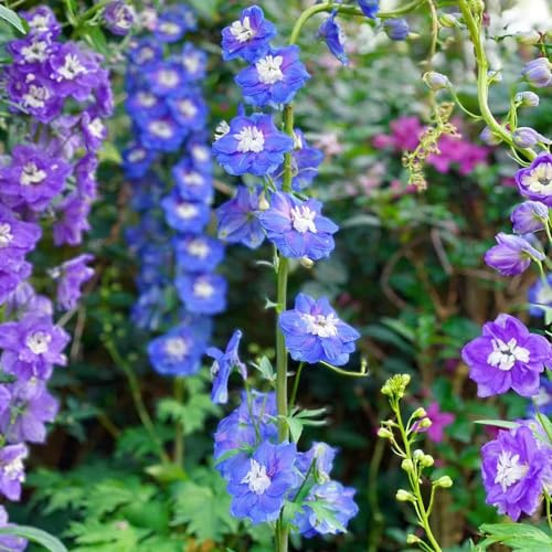 delphinium semi di selvatico balcone primavera semi ufficio decorazione decorativa selvatici balcone biologico 150pcs