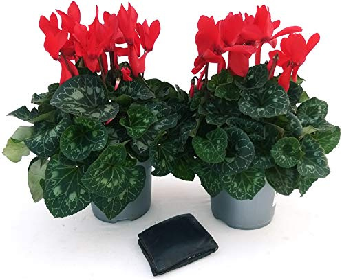 POWERS TO FLOWERS - CICLAMINO XXL GRANDIFLORA ROSSO, 2 PIANTE, vaso 17cm, piante vere