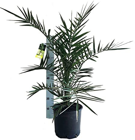 Phoenix Canariensis Palmera Natural Ideal para Agregar un Toque de Color y Frescura al Jardín