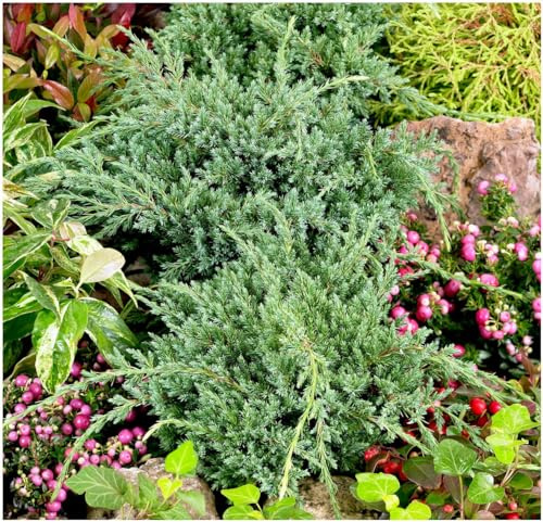 GrowOn Shrubs [2 Litre] Dwarf Conifer Juniperus Squamata 'Holger' | Evergreen Shrub | Outdoor Garden Ready Plant