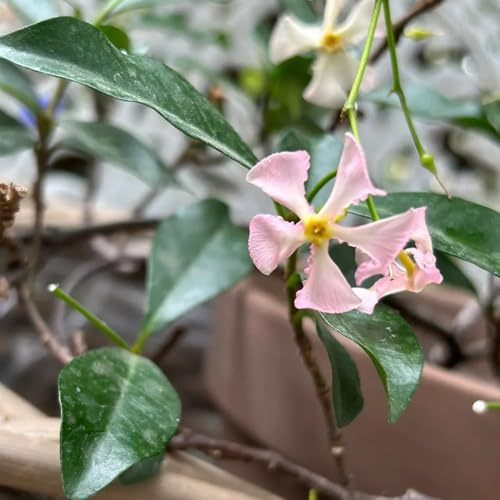500 piezas Semillas resistentes de jazmín estrella, decoración de jardín para semillas de pradera exterior Estrella Jazmín Bígaro Hardy, Plantar semillas de bonsái decorativas. abeja
