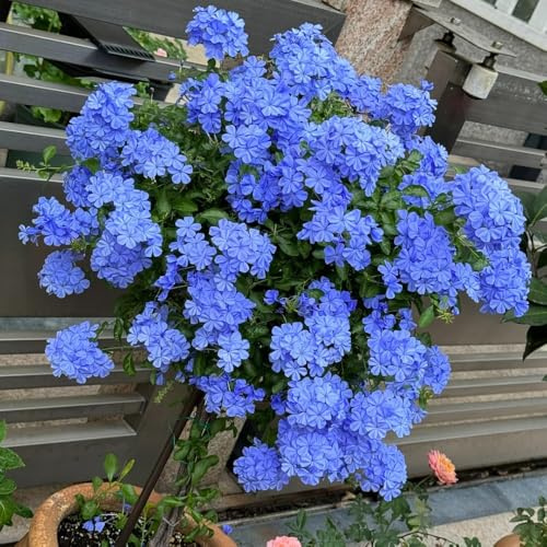 semillas de tallo de plumbago, jardín rocas resistentes exóticas Decoración para exteriores orgánicas silvestres raras 50pcs