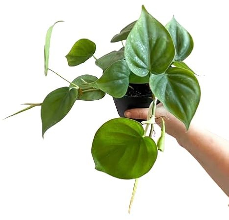 Philodendron Scandens Natural Planta Exótica de Interior con Hojas Colgantes y Fácil Mantenimiento