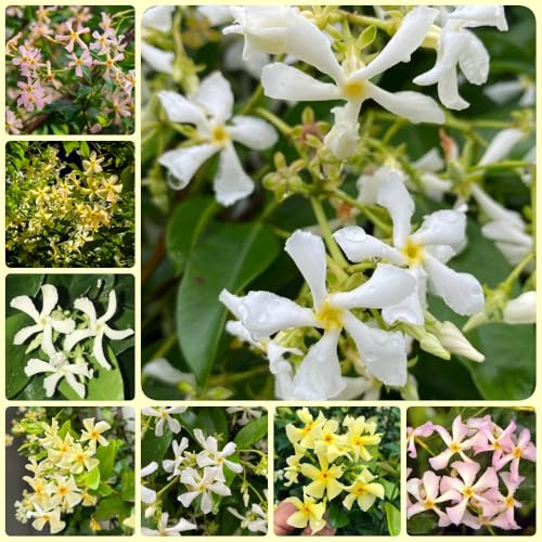 Semillas de jazmín estrella - decorativas, semillas organicas Trachelospermum jasminoides - las trepadoras son resistentes balcón 400pcs