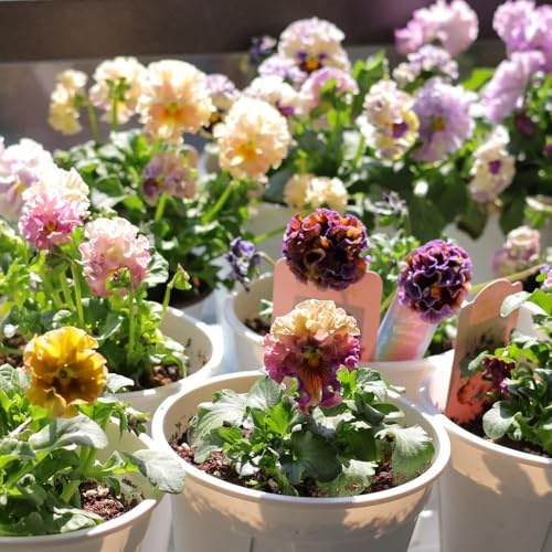 semi di violetta cornuta perenni, decorazione Viola cornuta - semi di selvatici regali per giardinieri per luoghi soleggiati decorazione da giardino esterni 85pcs